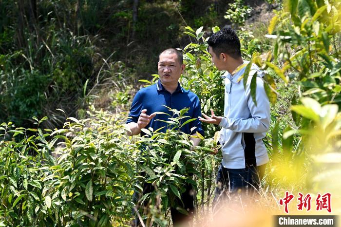 張高漢向參訪者介紹金花茶種植情況?！埥鸫?攝