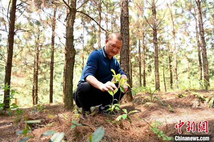 張高漢查看在松樹林下剛套種不久清明茶的生長情況?！埥鸫?攝